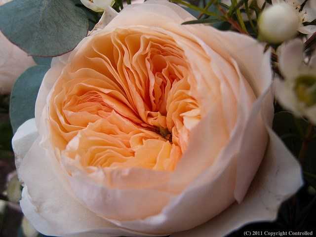 hoa-hong-dat-nhat-the-gioi-gia-300-ty-dong-co-gi-hot-hinh-4