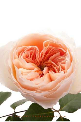 hoa-hong-dat-nhat-the-gioi-gia-300-ty-dong-co-gi-hot-hinh-6