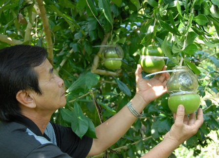 Quà Tết siêu độc: Hơn nửa triệu đồng một trái đào tiên hồ lô