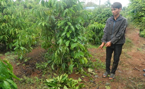 Bắt khẩn cấp em chồng hiếp dâm chị dâu