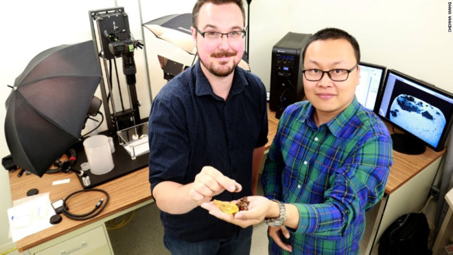 Phát hiện đuôi khủng long 99 triệu năm trong hổ phách