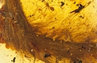 Phát hiện đuôi khủng long 99 triệu năm trong hổ phách