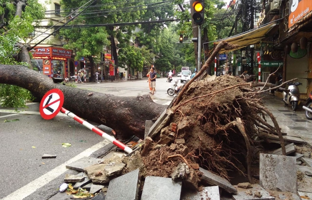 Hà Nội: Mưa lớn kéo dài khiến nhiều tuyến phố ngập úng cục bộ, cây lớn đổ ngang đường