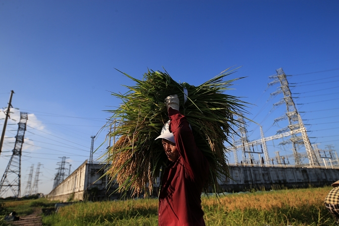 Nông dân ngoại thành Hà Nội phấn khởi vì trúng vụ lúa mùa