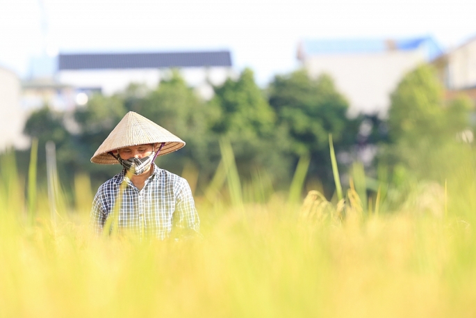 Nông dân ngoại thành Hà Nội phấn khởi vì trúng vụ lúa mùa