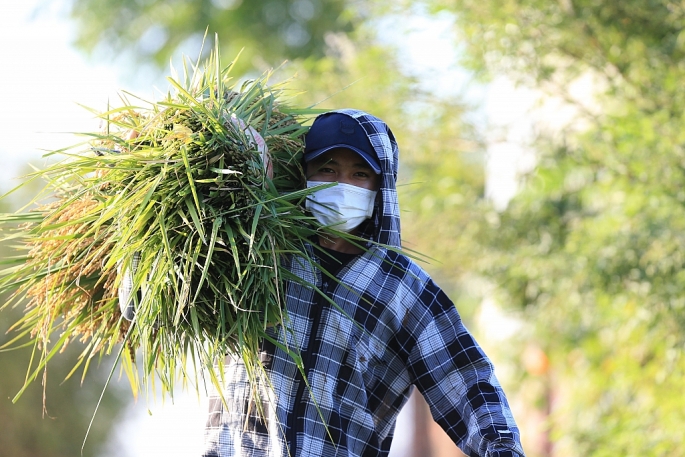 Mùa vàng rộn ràng, nông dân ngoại thành Hà Nội phấn khởi vì bội thu