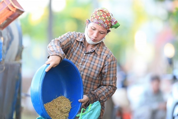 Mùa vàng rộn ràng, nông dân ngoại thành Hà Nội phấn khởi vì bội thu