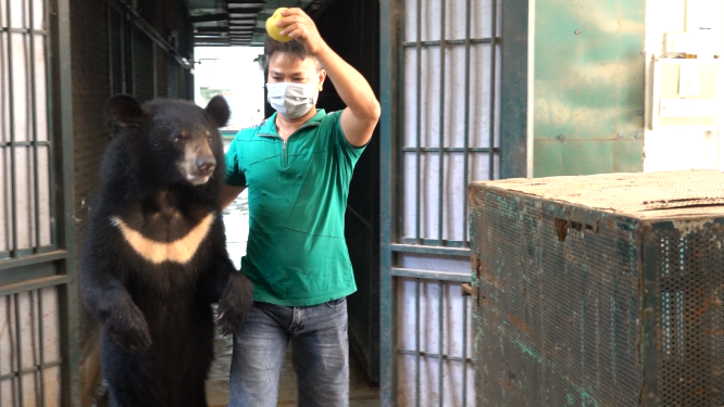 Tổ chức Động vật Châu Á cứu hộ 4 cá thể gấu tại Rạp xiếc Trung ương Hà Nội