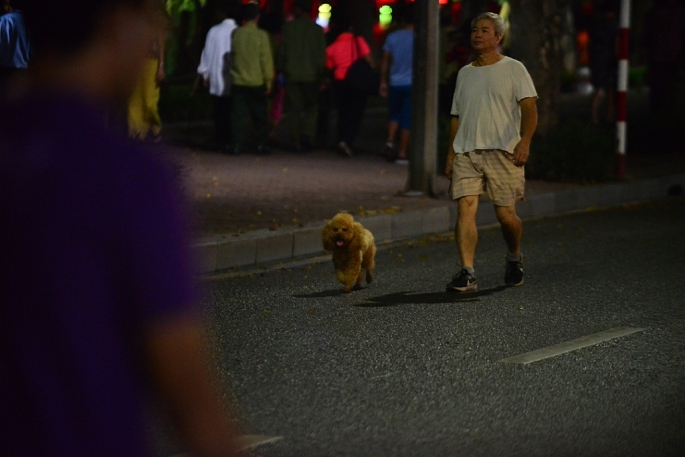 Sau thông tin cấm, thú cưng ít xuất hiện hơn trên phố đi bộ