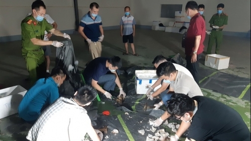 Bí mật đằng sau những chiếc xe chở dạ dày lợn gắn định vị