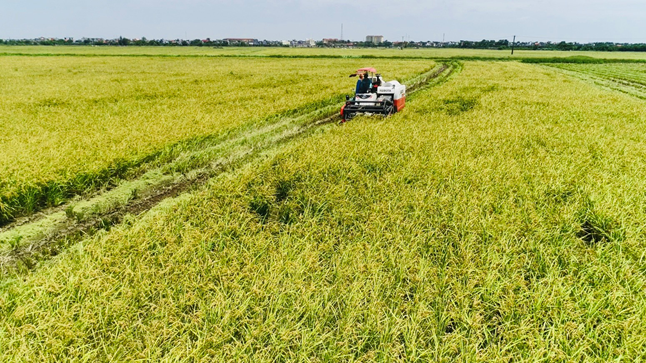 Những cánh đồng mẫu tại Thái Bình trồng lúa chất lượng cao của Tập đoàn TH.