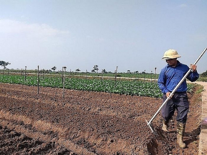 Trong những năm qua, tỷ lệ HTX tham gia vào chuỗi giá trị tăng đều hàng năm nhưng còn ở mức thấp (Người dân chăm sóc rau tại HTX rau sạch Đông Cao, huyện Mê Linh - ảnh:Văn Biên)