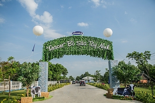 “Resort” bò sữa Vinamilk Tây Ninh – Ngôi nhà lý tưởng của những cô bò hạnh phúc resort bo sua vinamilk tay ninh ngoi nha ly tuong cua nhung co bo hanh phuc