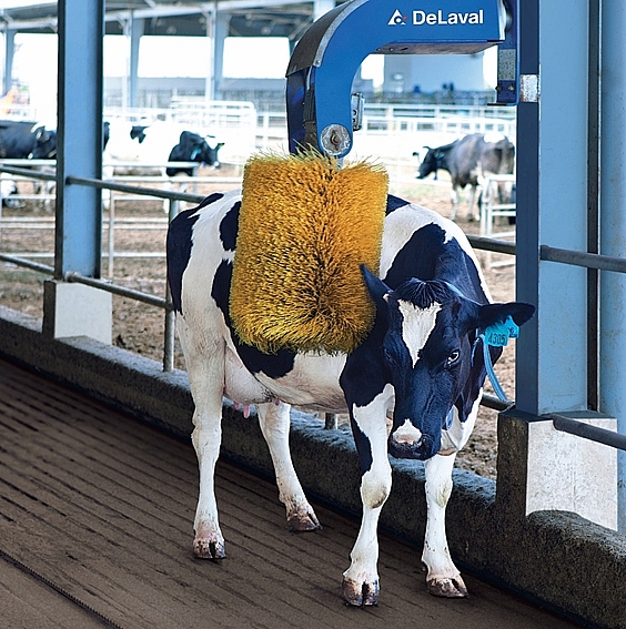 Check-in tại “Resort” bò sữa siêu đẹp của Vinamilk Tây Ninh check in tai resort bo sua sieu dep cua vinamilk tay ninh