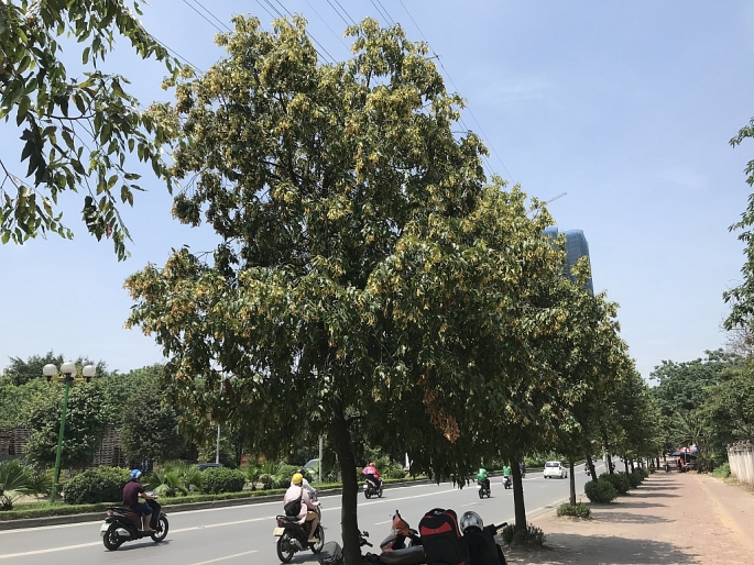 hoa cho nau quyen ru giua long ha noi