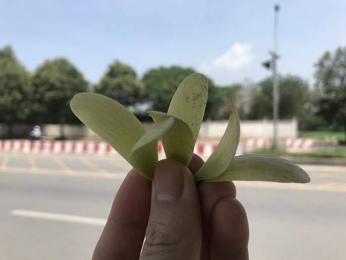 hoa cho nau quyen ru giua long ha noi