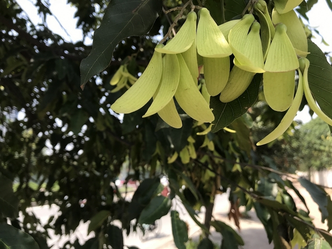 hoa cho nau quyen ru giua long ha noi