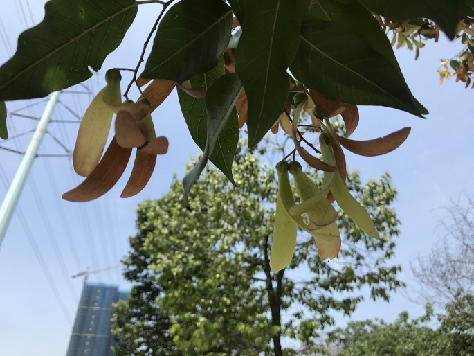 hoa cho nau quyen ru giua long ha noi