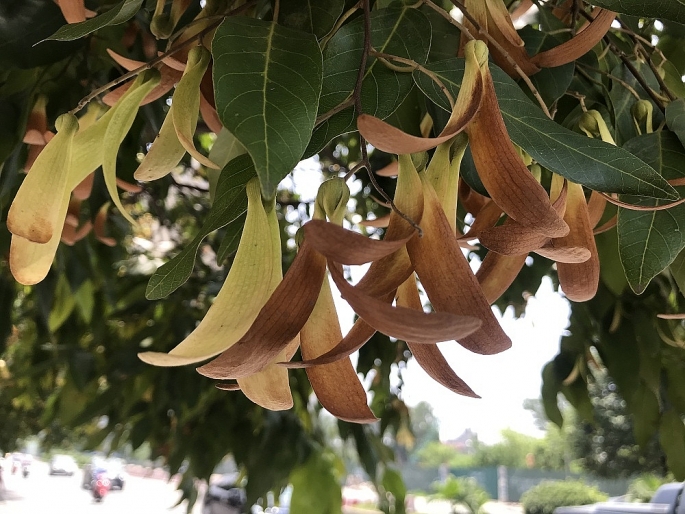 hoa cho nau quyen ru giua long ha noi