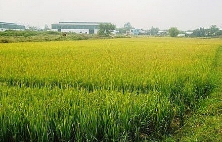 Xử phạt hành vi tự ý chuyển đất nông nghiệp để trồng lúa sang đất trồng cây lâu năm