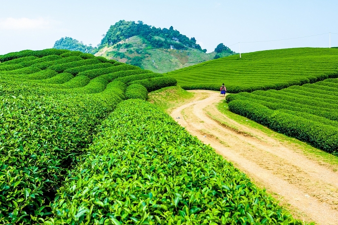 Trà Ô long tự nhiên TH true TEA sử dụng nguyên liệu là trà trồng tại cao nguyên Mộc Châu với độ cao trên 1000m so với mực nước biển và khí hậu mát mẻ quanh năm.