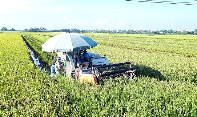 Cánh đồng lúa ở huyện Phú Xuyên năng suất bình quân ước đạt từ 60 tạ/ha trở lên