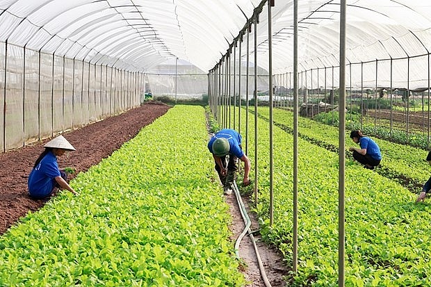 HTX Rau quả sạch Chúc Sơn là HTX đầu tiên trên địa bàn huyện Chương Mỹ mở rộng quy mô diện tích trồng rau theo quy trình kỹ thuật của Nhật Bản