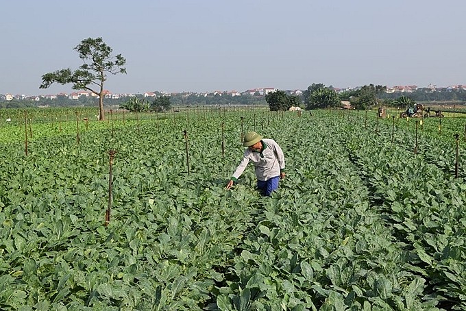 Cánh đồng lớn sản xuất rau an toàn tại Hợp tác xã dịch vụ tổng hợp Đông Cao, xã Tráng Việt, huyện Mê Linh