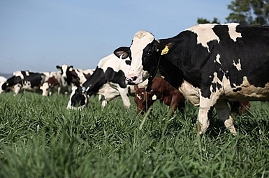 Tết tại “Resort” bò sữa Vinamilk có gì đặc biệt? tet tai resort bo sua vinamilk co gi dac biet