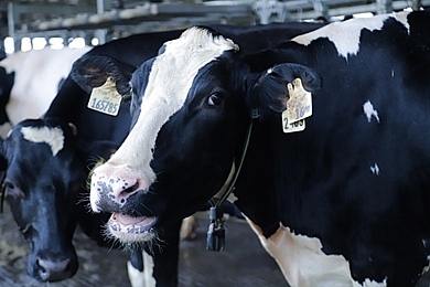 Tết tại “Resort” bò sữa Vinamilk có gì đặc biệt? tet tai resort bo sua vinamilk co gi dac biet