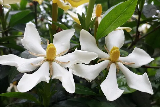 Ích Thận Vương - Sản phẩm thảo dược giúp cải thiện suy thận hiệu quả ich than vuong san pham thao duoc giup cai thien suy than hieu qua