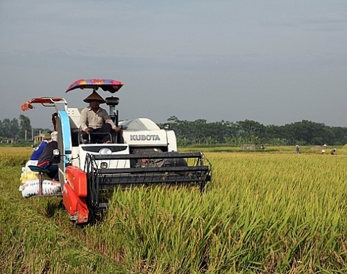 Huyện Yên Lạc: Giá trị sản xuất nông nghiệp tăng 3% so với năm 2016