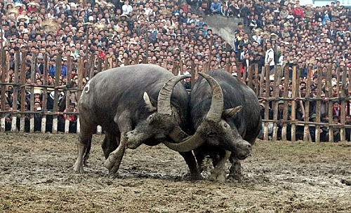 vinh phuc khong ban ve xem le hoi choi trau hai luu nam 2018