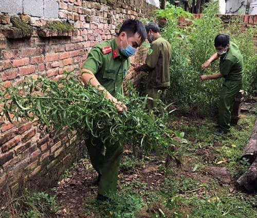 Phát hiện “lão nông” trồng 112 cây cần sa tại vườn nhà