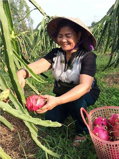 lap thach vinh phuc tin hieu mung de qua thanh long xuat ngoai