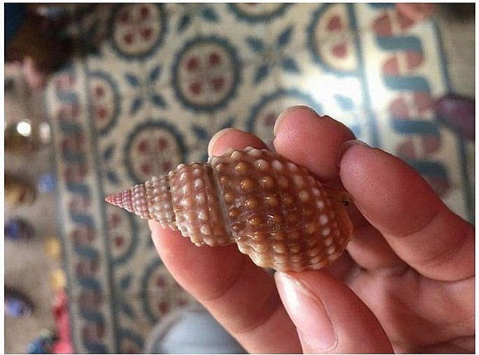 "Phát hoảng" vì ốc biển oc bien ngon thi ngon can than ngo doc