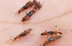 Viêm loét toàn bộ vùng sinh dục vì chữa ngứa bằng… kiến 3 khoang