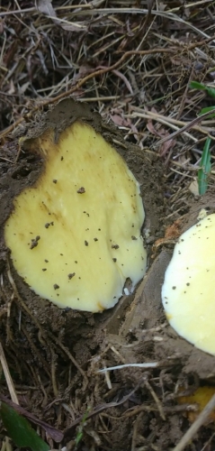 7 người ngộ độc sau khi ăn củ trên rừng: Đã tìm ra “thủ phạm”