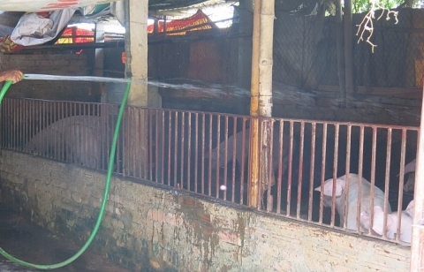 Kiểm tra, xử lý nghiêm các trường hợp trục lợi tiền hỗ trợ tiêu huỷ lợn dịch tả châu Phi