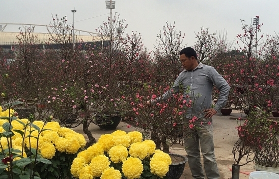 Hà Nội tổ chức 51 điểm chợ hoa Xuân phục vụ tết Nguyên đán Canh Tý