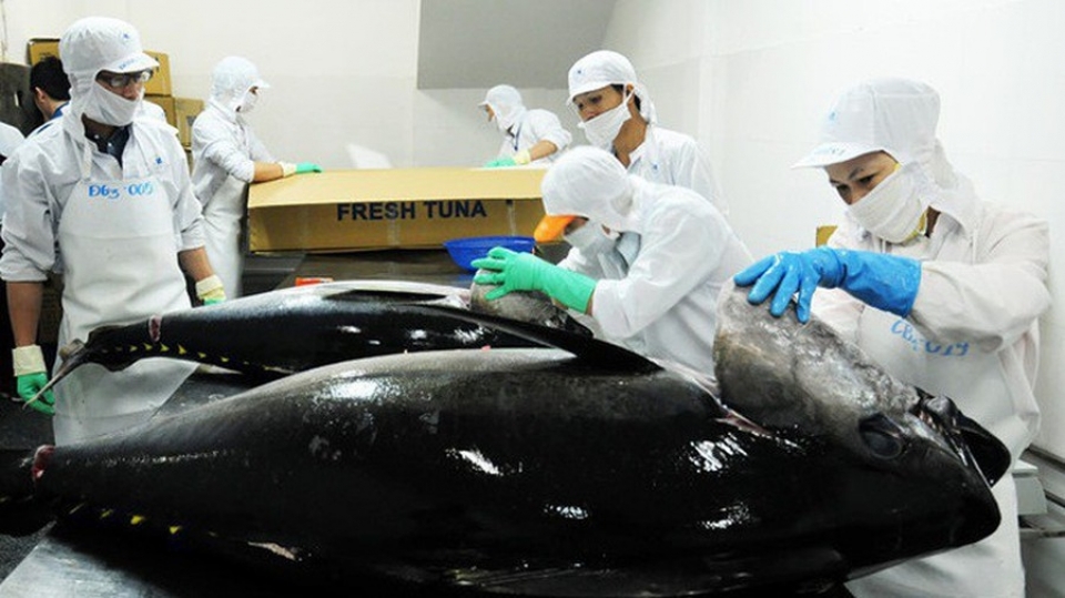 Việt Nam là nhà cung cấp cá ngừ lớn thứ 2 cho thị trường Mỹ