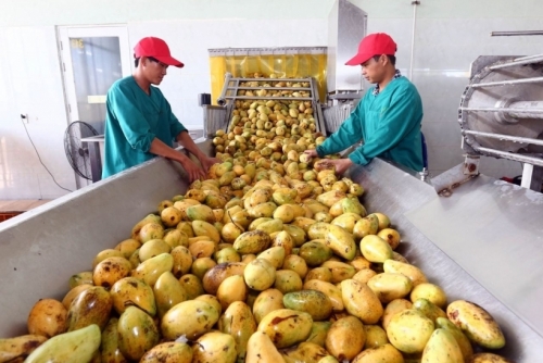 Tháng 9 -2021, xuất khẩu rau quả của Việt Nam tăng hơn 9%