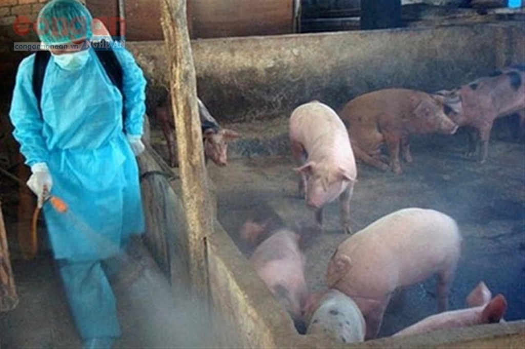 Hà Nội: Tăng cường biện pháp phòng, chống bệnh dịch tả lợn châu Phi