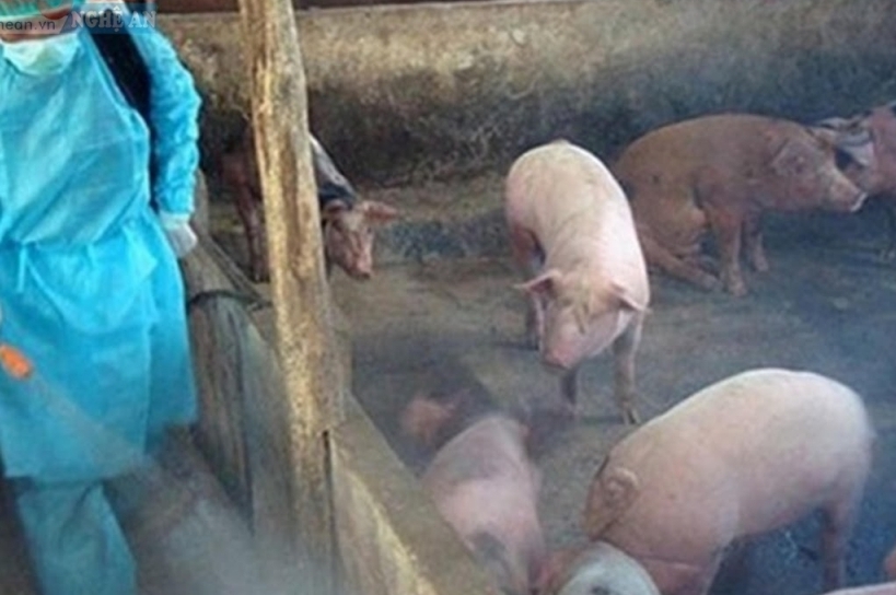 Hà Nội: Tăng cường biện pháp phòng, chống bệnh dịch tả lợn châu Phi