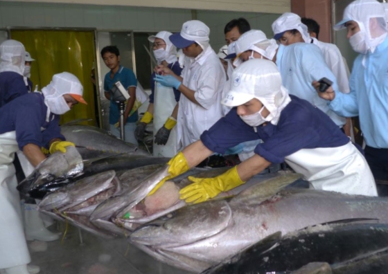 Xuất khẩu cá ngừ sang thị trường Trung Quốc tăng mạnh