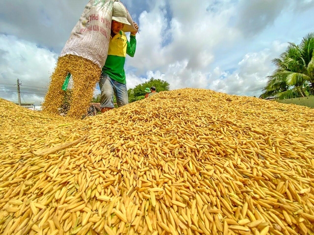 Giá gạo xuất khẩu Việt xuống thấp nhất trong 3 tháng qua