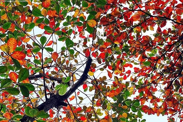 Hà Nội mùa bàng thay áo đỏ ha noi mua bang thay ao do