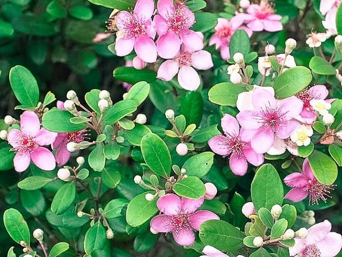 Nhớ màu tím hoa sim nho mau tim hoa sim