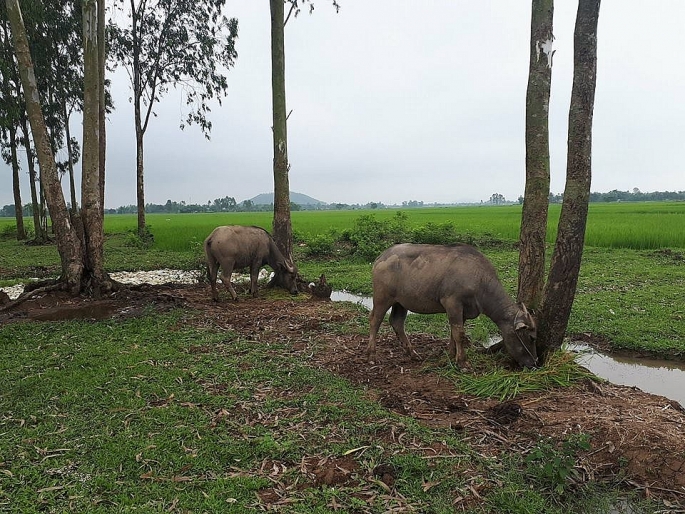 nong dan dieu dung vi xuat hien lua ma trang dong