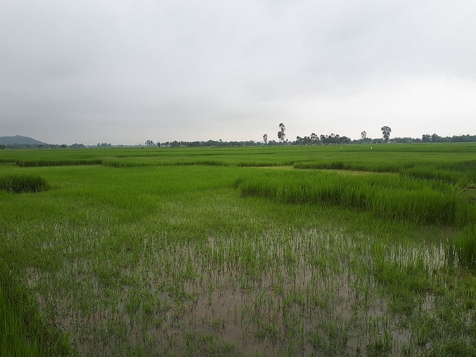 nong dan dieu dung vi xuat hien lua ma trang dong